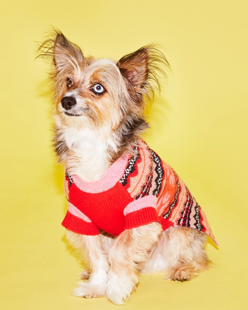 Wool Floral Dog Sweater in Pink