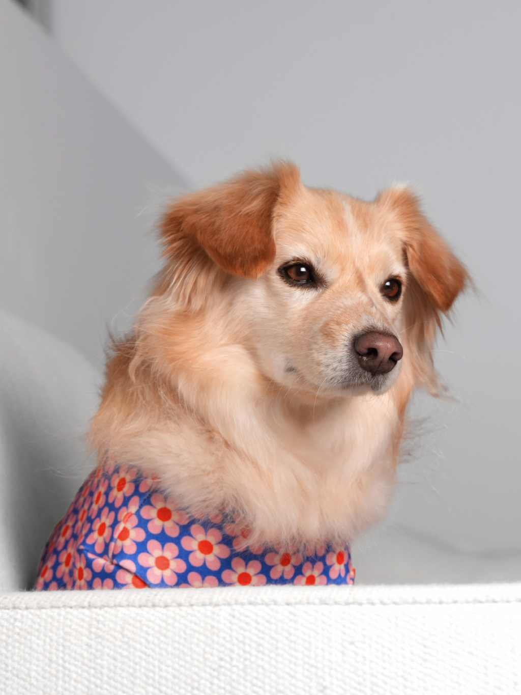 Pink Dog Shirt