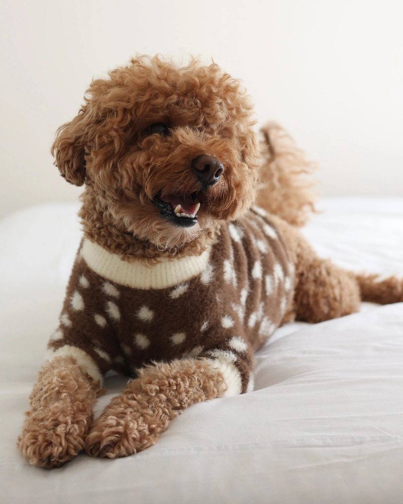 Oh Deer! Soft Cloud Dog Sweater
